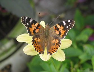butterfly