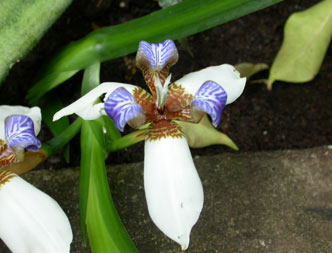 blue flower