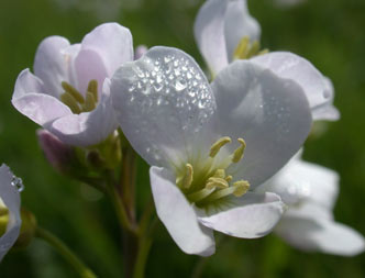 white flower